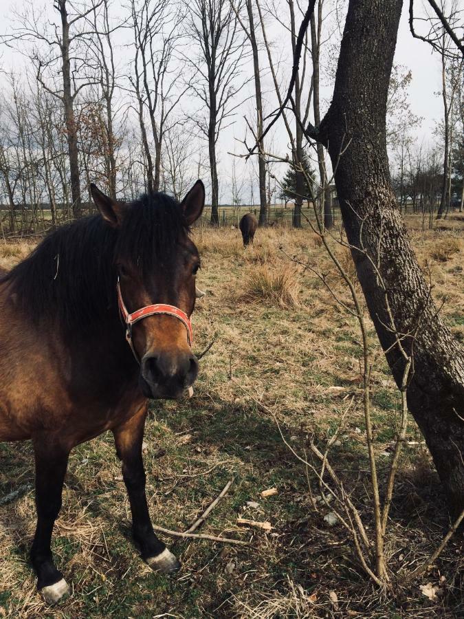 Dzikowka Villa Dzikow Stary Luaran gambar